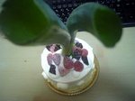 negi_cake02.jpg